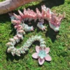 3D Printed Sakura Dragon Toy – Flexible Articulated Dragon with Moving Joints