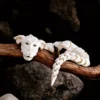 Se6937d08346f4fdc97594037dbd04254c.webp 3D Printed Articulated Dog Dragon – Flexible Rotating Joint Figure, Desk Ornament & Gift